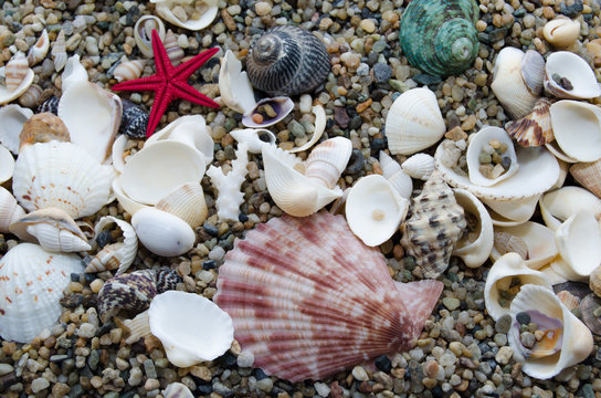 A variety of marine molluscs on sea sand in large quantities