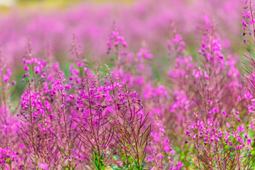 Naklejka premium Fluffy pink fireweed flowers