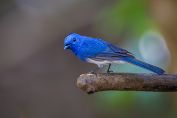 Male Black-naped Monarch (Hypothymis azurea) turn stair at us 