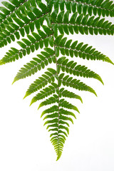  Leaf fern isolated on white background