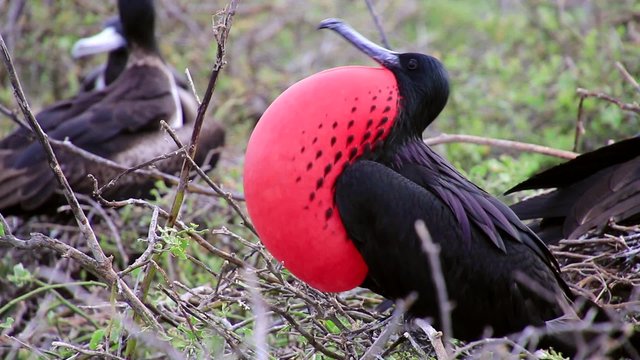 Male Magnificent Frigatebird (Fregata magnificens) with inflated gular sac on North Seymour Island, Galapagos National Park, Ecuador