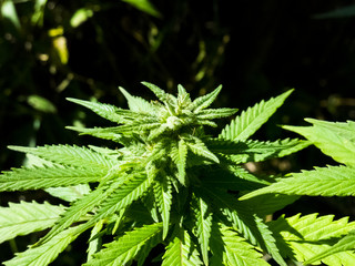 Marijuana Plant Closeup