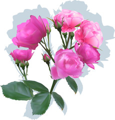 Obraz premium pink rose bush with shadow on white