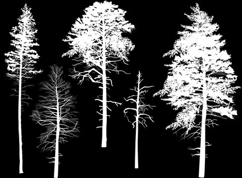 five swamp pine silhouettes isolated on black