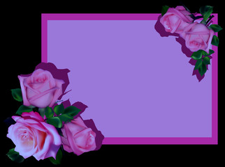 illustration with five lilac roses