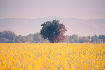 Obraz premium Yellow flower field