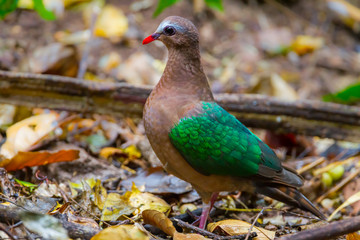 Close up of Common Emerald Dove(Chalcophaps indica) 
