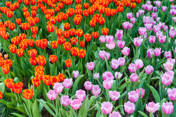 Red and pink tulip garden