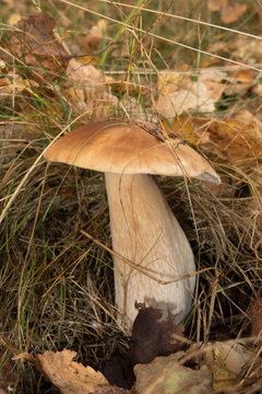 Edible mushroom