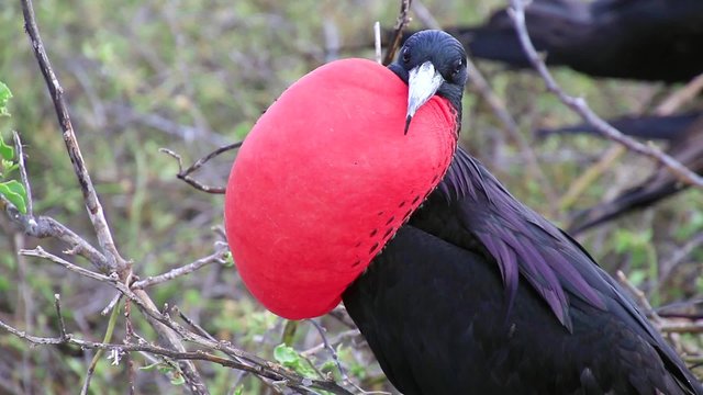 Male Magnificent Frigatebird (Fregata magnificens) with inflated gular sac on North Seymour Island, Galapagos National Park, Ecuador