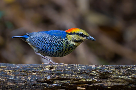 Male Blue pitta (Hydrornis cyaneus) on the wood