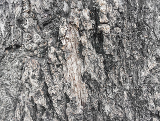 texture of bark tree