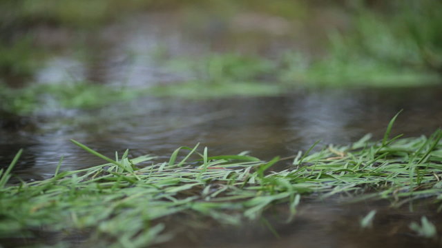 rainy season flooded the field and rapid stream flows through the grass