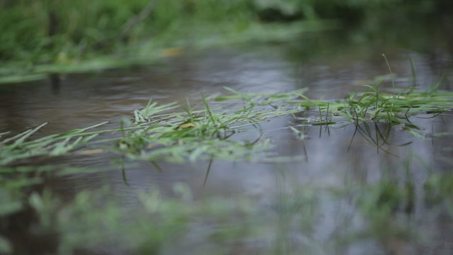 rainy season flooded the field and rapid stream flows through the grass