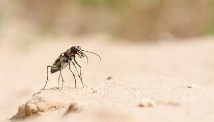 Sandlaufkäfer