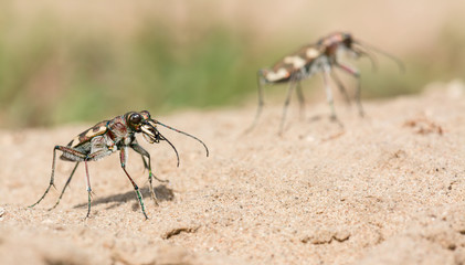 Sandlaufkäfer