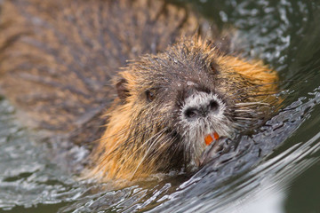 Myocastor coypus, single mammal