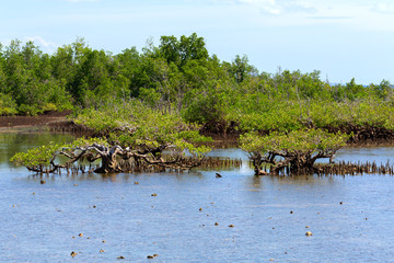 mangrove tree North Sulawesi, Indonesia