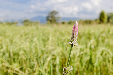 grass flowers on cornfield  background