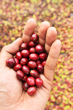 Fresh coffee bean in hand on red berries coffee backgourng