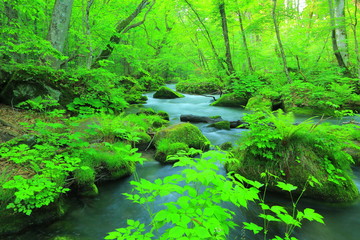 青森県十和田　夏の奥入瀬渓流