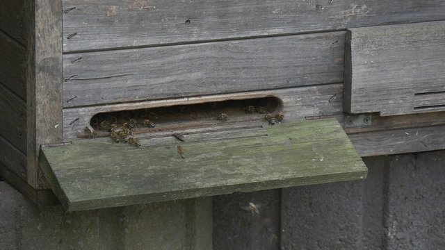 Wooden Beehive, Slot, Bees