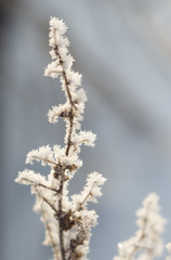 Branch plants in frost. Beautiful Sunny winter view of the snow.