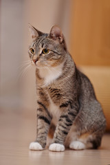 Striped domestic cat with white paws