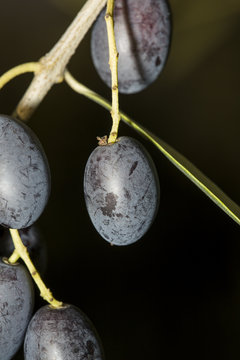 Closeup of a black ripe olive