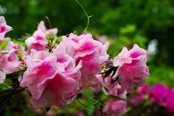 The blooming azalea in garden in spring season