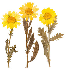 Pressed yellow chrysanthemum flowers