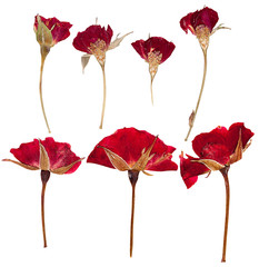 Pressed flowers roses isolated