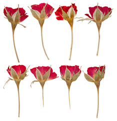 Fototapeta premium Pressed flowers roses isolated