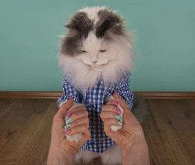 cat looking new manicure his mom
