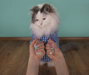 cat looking new manicure his mom
