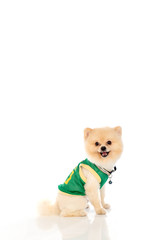 pomeranian dog short hair on white background