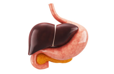 Human stomach and liver
