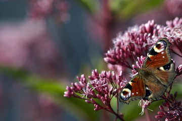 Butterfly on flower