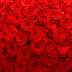 Big bunch of red roses