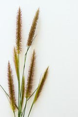 Mission Grass on the White Background