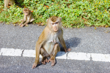Monkey in nature, Thailand