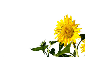 Fototapeta premium Sunflower isolated on white background 