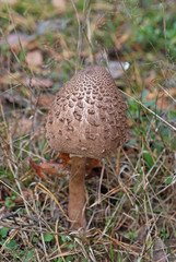 A poisonous mushroom in the forest