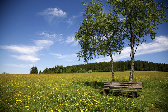 einsame Bank in Fr&uuml;hlingswiese