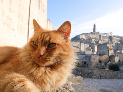 Gatto con sguardo diffidente