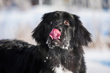 Funny portrait of newfoundland dog licking its nose