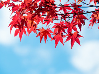 Autumn maple leaves against blue sky