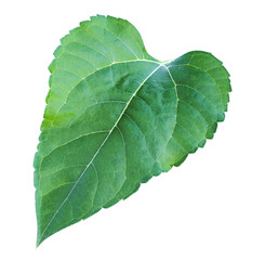 Sunflower leaf