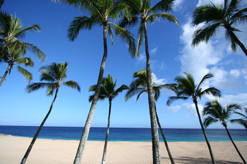 Obraz na płótnie Canvas hawaii north shore