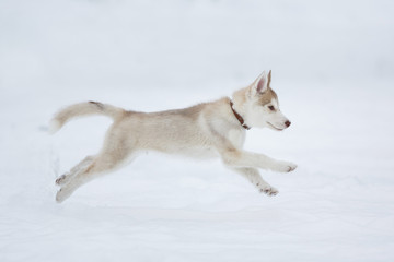 Running husky puppy